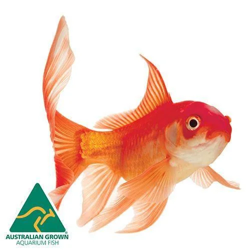 - Dog anti-slip matGoldfish Comet Medium (9cm)