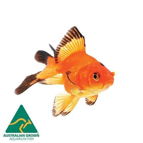 - Pet fence foldable indoorGoldfish Fantail Medium (7cm)